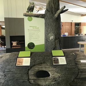 Main Room - Forest Display