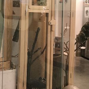 Eastern Chipmunk Exhibit