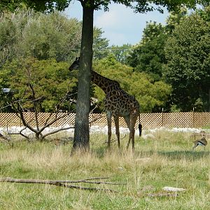 8/21/2021 - Masai Giraffe & Thomson's Gazelles