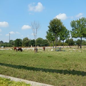 8/21/2021 - Africa! - Center Habitat