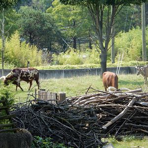 8/21/2021 - Watusi Cattle & Greater Kudu