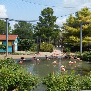 8/21/2021 - Flamingo Key