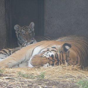 8/21/2021 - Amur Tiger Mom & Cubs