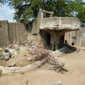 8/21/2021 - Patagonian Cavy Exhibit