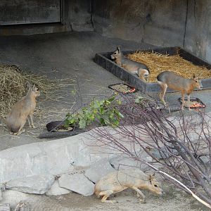 8/21/2021 - Patagonian Cavies
