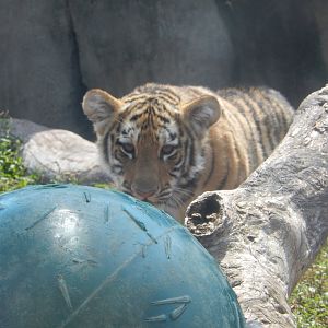 8/21/2021 - Tiger Cub