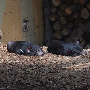 8/21/2021 - Tasmanian Devils