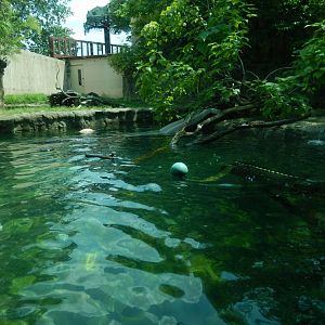 8/21/2021 - River Otter Habitat