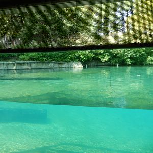 8/21/2021 - Hippoquarium - Underwater View