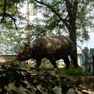 8/21/2021 - Indian Rhino