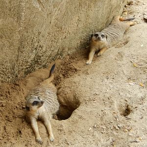 8/21/2021 - Meerkats