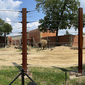 8/21/2021 - Right African Elephant Habitat