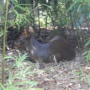 8/21/2021 - Pudu