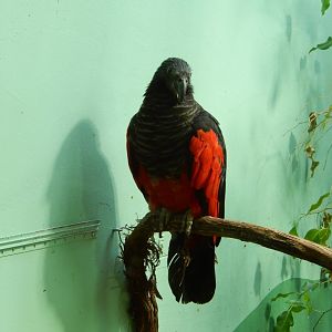 8/21/2021 - Pesquet's Parrot
