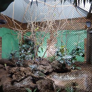 8/21/2021 - Mixed-Species Exhibit