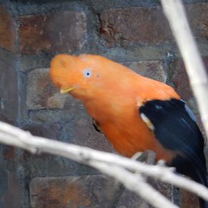 8/21/2021 - Andean Cock-of-the-Rock