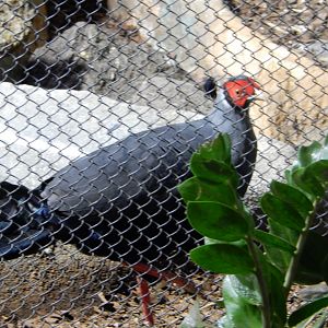 8/21/2021 - Siamese Fireback Pheasant