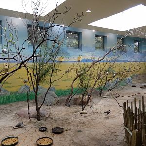 8/21/2021 - Australian Walkthrough Aviary