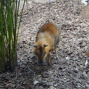 8/21/2021 - Chevrotain