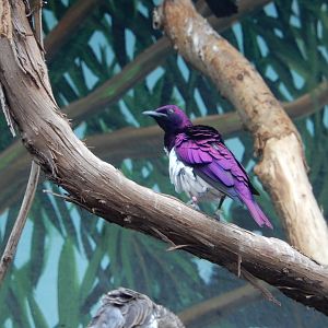 8/21/2021 - Violet-Backed Starling