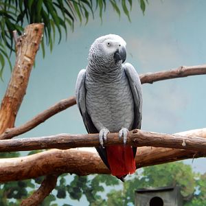 8/21/2021 - African Gray Parrot