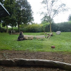 8/21/2021 - Gorilla Meadow