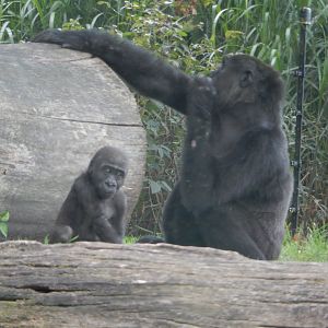 8/21/2021 - Gorilla Mom & Baby