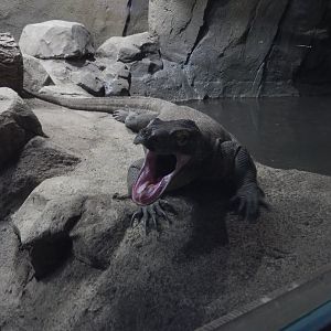 8/21/2021 - Reptile Yawn!