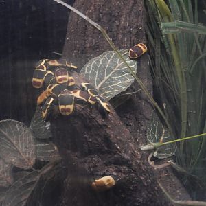 8/21/2021 - Taxi Cab Beetles