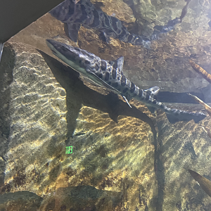 8/21/2021 - Leopard Shark