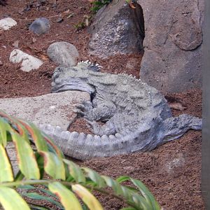 8/21/2021 - Tuatara