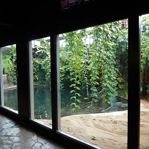 8/21/2021 - Saltwater Crocodile Habitat