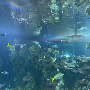 8/21/2021 - Coral Reef Tank