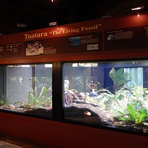 8/21/2021 - Tuatara Terrarium (Split into Two)