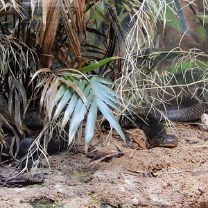 8/21/2021 - King Cobra