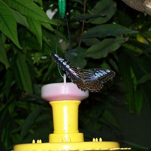 Unidentified butterfly (2019)