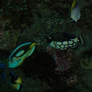 Australasia aquarium (2019)