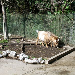 Goat is here. (2021)