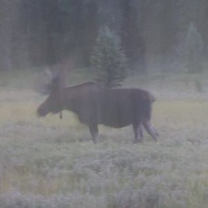 yellowstone moose
