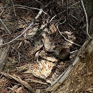 red backed vole