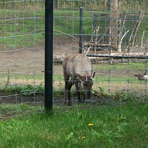 Reindeer/caribou? (2021)