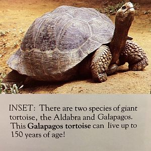 Galápagos Giant Tortoise (Chelonoidis nigra Complex)