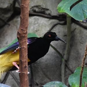 Twelve-wired bird-of-paradise (Seleucidis melanoleuca)