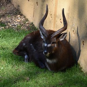 Western sitatunga (Tragelaphus spekii gratus)