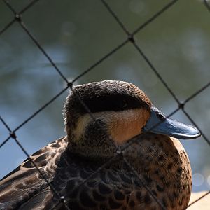 Blue-billed teal (Spatula hottentota)