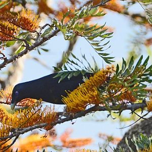 Male satin bowerbird.