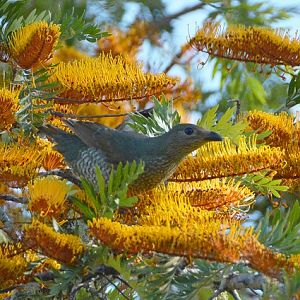Female satin bowerbird.