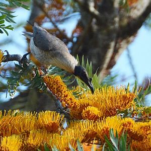 Noisy friarbird.