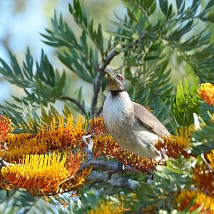 Noisy friarbird.
