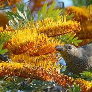 Imm. satin bowerbird.